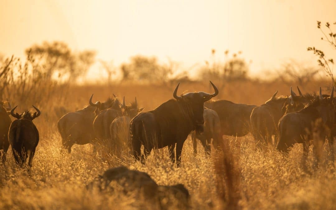 Buying or selling a farm in South Africa – make sure it’s a watertight contract